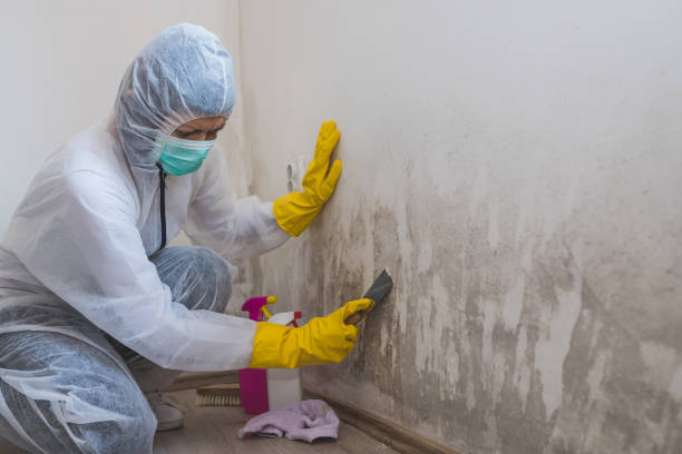 Best Commercial Mold Remediation in Laurel Park, NC